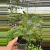 plant/Ficus Moclame 4” pot growers choice-3-thumbnail