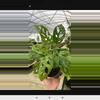 plant/Monstera adansonii-0-thumbnail