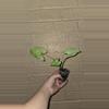plant/Syngonium white butterfly-0-thumbnail