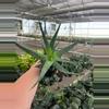 plant/Aloe Moehawk 4” pot growers choice-0-thumbnail