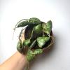 plant/Hoya Imbricata 4" pot-0-thumbnail