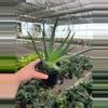 plant/Aloe Moehawk 4” pot growers choice-2-thumbnail