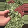 plant/Fittonia Whit Anne starter plant growers choice-2-thumbnail