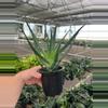 plant/Aloe Moehawk 4” pot growers choice-3-thumbnail