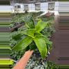 plant/Dracaena Dragon Dorado 4” pot growers choice-1-thumbnail