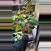 plant/Mint monstera, Large Form #17-0-thumbnail