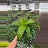 plant/Dracaena Dragon Dorado 4” pot growers choice-4-thumbnail