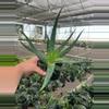 plant/Aloe Moehawk 4” pot growers choice-1-thumbnail
