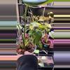 plant/Mint monstera, Large Form #17-2-thumbnail