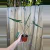 plant/Alocasia Sarian 4” pot growers choice-4-thumbnail