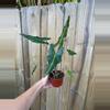 plant/Alocasia Sarian 4” pot growers choice-3-thumbnail