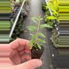 plant/Pomegranate Wonderful “Punica Granatum” starter plant growers choice-1-thumbnail