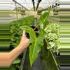 plant/Alocasia Golden Dragon 4” pot growers choice-1-thumbnail