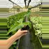 plant/Alocasia Golden Dragon 4” pot growers choice-3-thumbnail