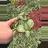 plant/Fittonia Whit Anne starter plant growers choice-1-thumbnail