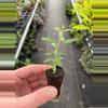 plant/Pomegranate Wonderful “Punica Granatum” starter plant growers choice-4-thumbnail