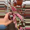 plant/Begonia Spirfire 4”-2-thumbnail