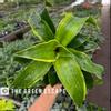 plant/Dracaena Dragon Dorado 4” pot growers choice-0-thumbnail