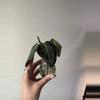 plant/Philodendron Melanochrysum Cutting-0-thumbnail