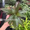 plant/Rhoeo Oyster Plant 4” pot growers choice-0-thumbnail