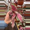 plant/Begonia Spirfire 4”-1-thumbnail