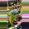 plant/Mint monstera, Large Form #17-1-thumbnail