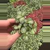 plant/Fittonia Whit Anne starter plant growers choice-3-thumbnail