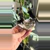 plant/Smoky Quartz crystal cluster - 3”-1-thumbnail