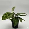 plant/Homalomena Camouflage 4" Pot-0-thumbnail