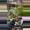 plant/Mint monstera, Large Form #19-1-thumbnail