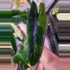 plant/Variegated Alocasia Scalprum Corm-1-thumbnail