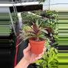 plant/Rhoeo Oyster Plant 4” pot growers choice-4-thumbnail