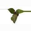 plant/Philodendron Summer Glory-0-thumbnail