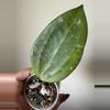 plant/Hoya Hanhiae Pink-0-thumbnail