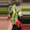 plant/Alocasia Silver Dragon Variegated 4in-0-thumbnail