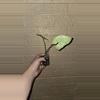 plant/Syngonium white butterfly-1-thumbnail