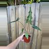 plant/Alocasia Sarian 4” pot growers choice-2-thumbnail
