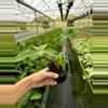 plant/Alocasia Golden Dragon 4” pot growers choice-4-thumbnail