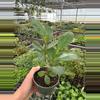 plant/Ficus Moclame 4” pot growers choice-1-thumbnail