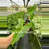 plant/Alocasia Golden Dragon 4” pot growers choice-0-thumbnail