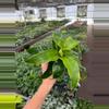 plant/Dracaena Dragon Dorado 4” pot growers choice-2-thumbnail