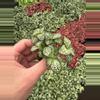 plant/Fittonia Whit Anne starter plant growers choice-4-thumbnail