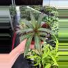 plant/Rhoeo Oyster Plant 4” pot growers choice-2-thumbnail
