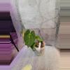 plant/Anthurium Papillilaminum x Forgetti (Emerald Throne)-1-thumbnail