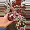 plant/Begonia Spirfire 4”-3-thumbnail