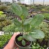plant/Ficus Moclame 4” pot growers choice-0-thumbnail