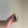 plant/Hoya Bakoensis Albo #9002-2-thumbnail