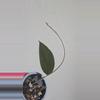 plant/Hoya Pemalang Silver #8342-3-thumbnail