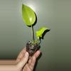 plant/Neon Pothos-0-thumbnail