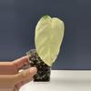 plant/Syngonium  Chiapense highly variegated-0-thumbnail